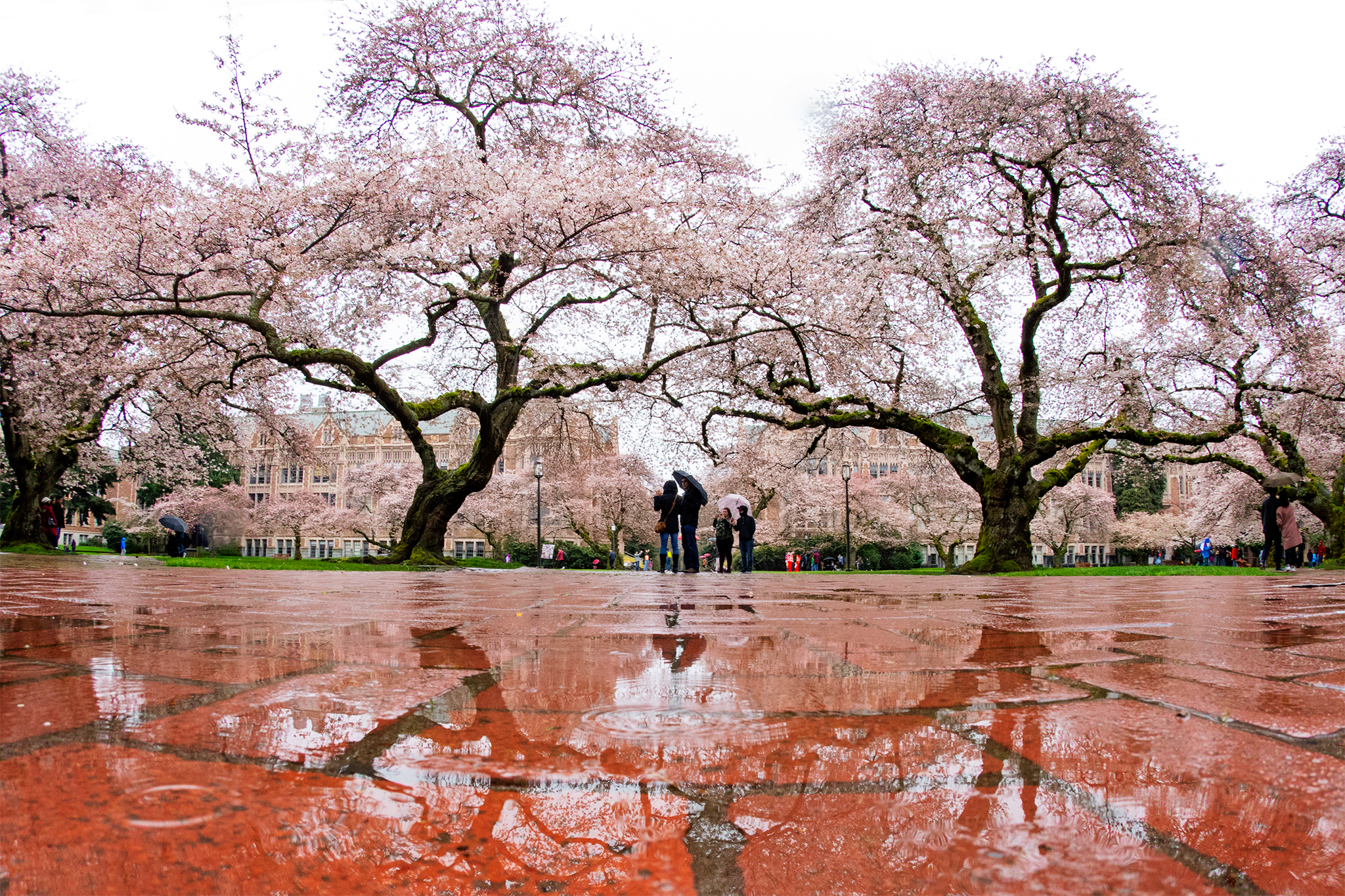 The UW cherry blossom
